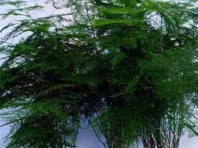 怎样栽培文竹