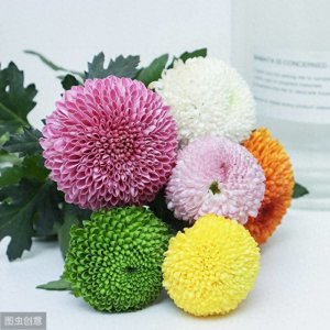 乒乓菊的花语和寓意介绍 附乒乓菊的养护方法