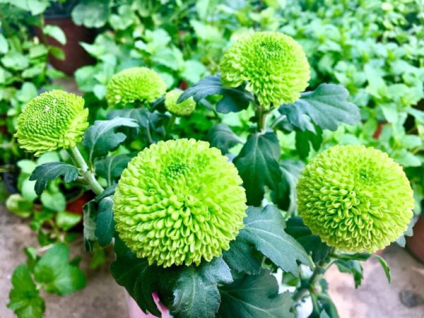 乒乓菊的花语和寓意介绍