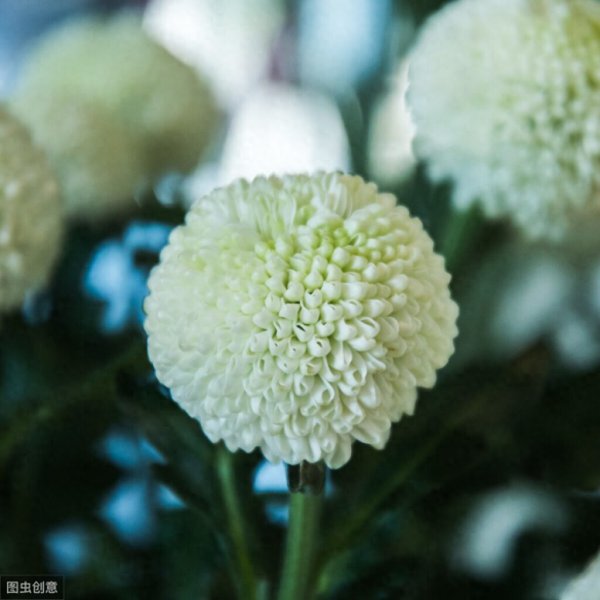 乒乓菊的花语和寓意介绍