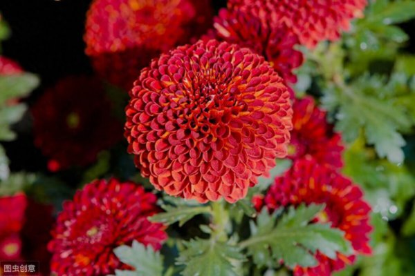 乒乓菊的花语和寓意介绍