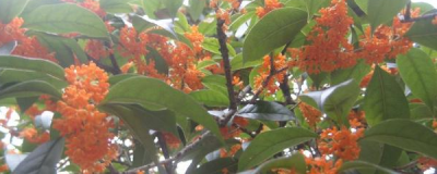 怎么嫁接桂花树 桂花树的嫁接方法和时间