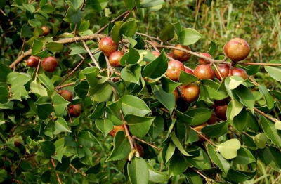 油茶树如何种植 油茶种植管理技术要点