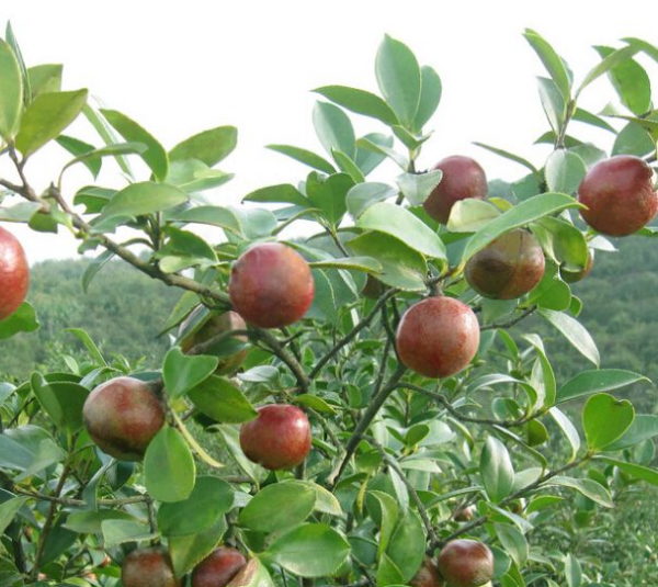 油茶树如何种植