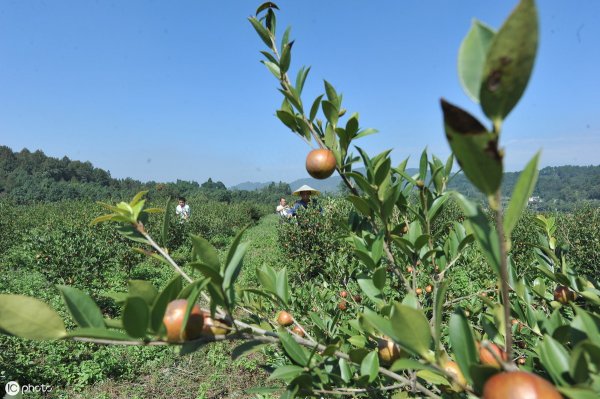 油茶树如何种植