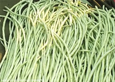 豇豆怎样种植 豇豆种植技术与管理