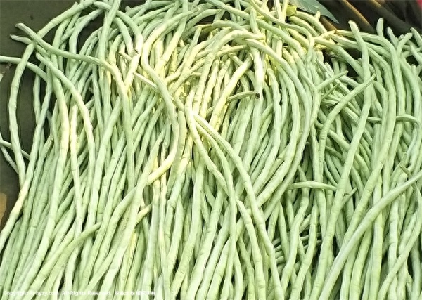 豇豆怎样种植