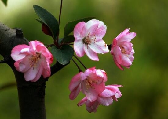 海棠花花语什么意思