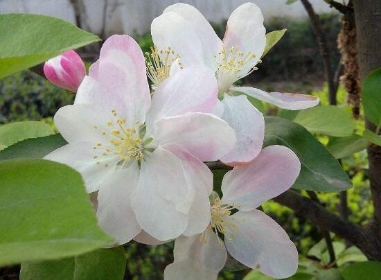 海棠花花语什么意思