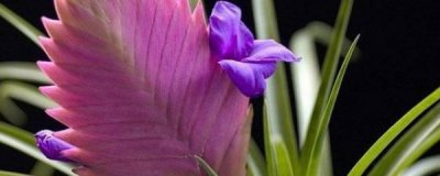 凤梨怎么养才能更旺盛 花卉凤梨的养殖方法讲解