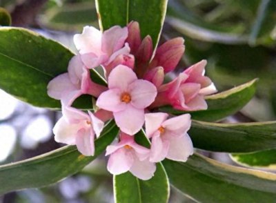 瑞香花的花语是什么 瑞香的寓意和象征