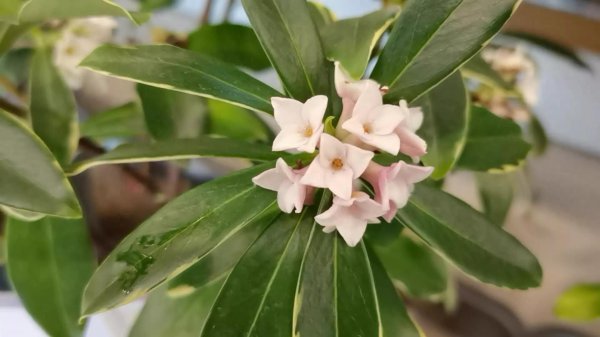 瑞香花的花语是什么