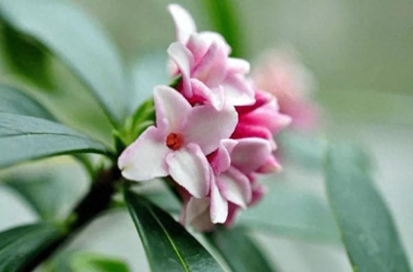 瑞香花的花语是什么