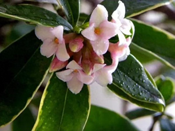 瑞香花的花语是什么