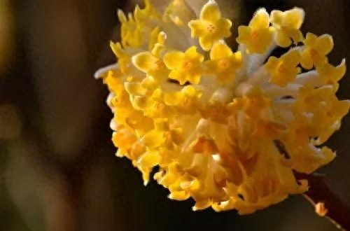 瑞香花的花语是什么