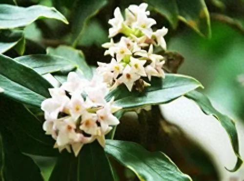 瑞香花的花语是什么