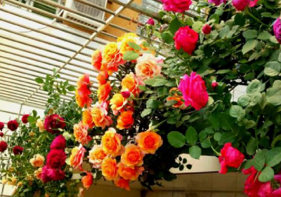 月季花根怎么种植 教你正确养护月季花