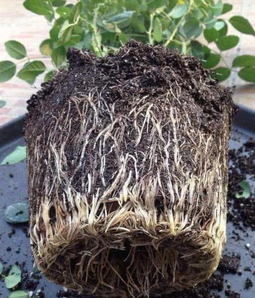 月季花根怎么种植