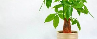 发财树怎样养殖才好 发财树的养护小妙招