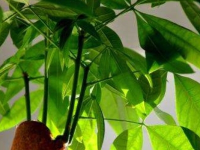 发财树怎样养殖才好