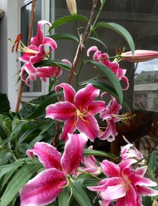 百合花怎么养殖 百合花养殖方法与技巧