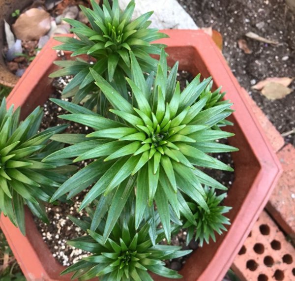 百合花怎么养殖