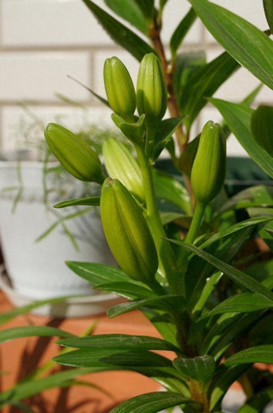 百合花怎么养殖