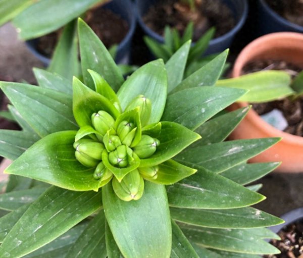 百合花怎么养殖
