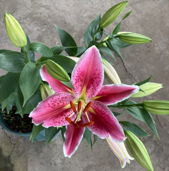 百合花怎么养殖