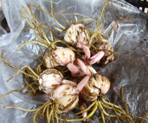 百合花怎么养殖