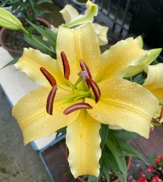 百合花怎么养殖