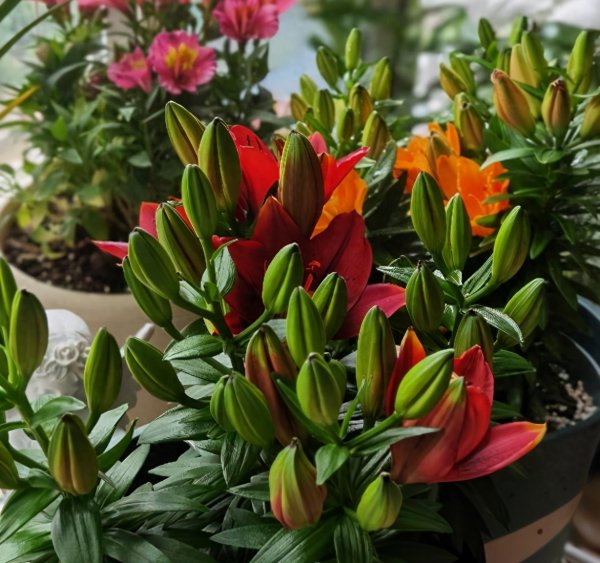 百合花怎么养殖