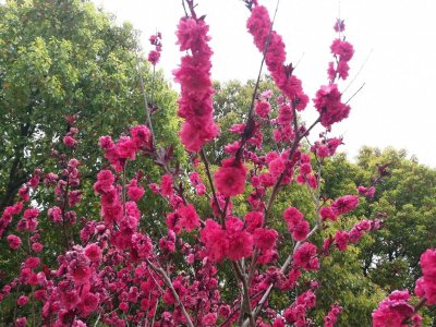 樱花的花语代表什么意思 浅谈?；ǖ南笳饕庖?/></i><h2>?；ǖ幕ㄓ锎硎裁匆馑?浅谈樱花的象征意义</h2><p>一篇关于?；ǖ幕ㄓ锎硎裁匆馑己颓程赣；ǖ南笳饕庖宓穆讨卜矫娴南喙啬谌?，接下来www.3f509.cn带大家一起了解。?；ǖ幕ㄓ铮荷?，幸福，纯洁，热</p></a></li>
            <li><a href=