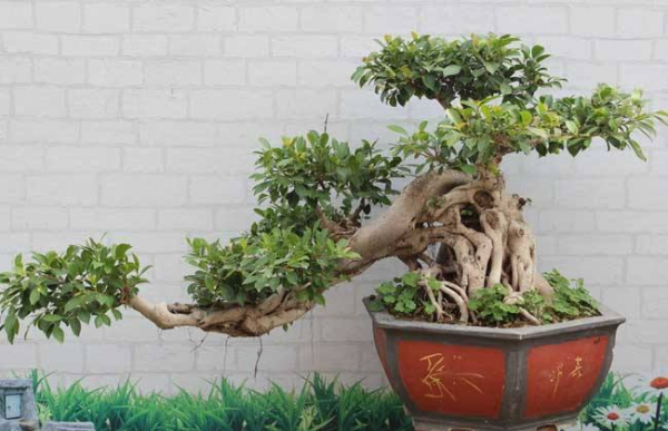 榕树盆景怎么养