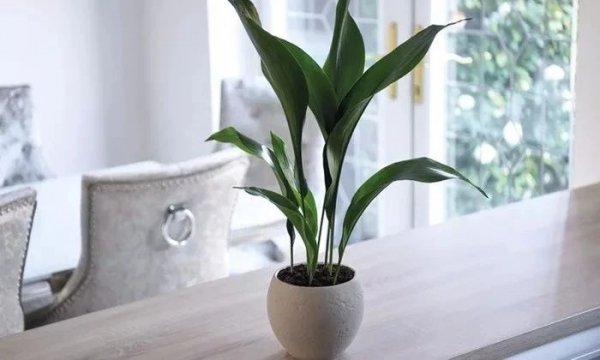 办公室种什么盆栽植物最好