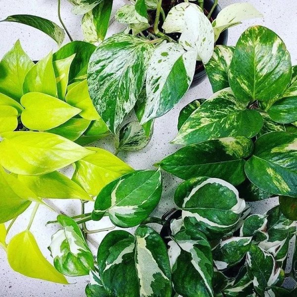 办公室种什么盆栽植物最好