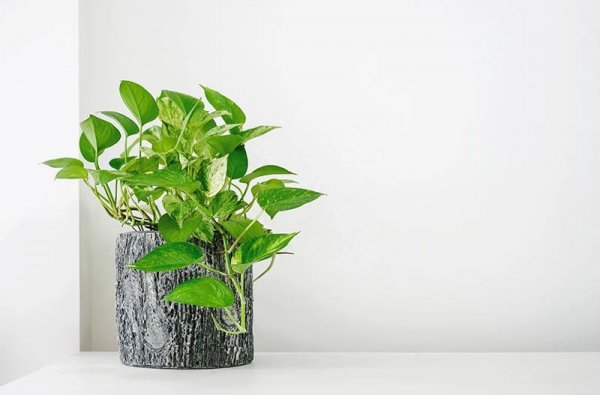办公室种什么盆栽植物最好