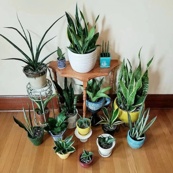 办公室种什么盆栽植物最好