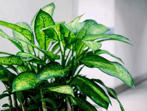 办公室种什么盆栽植物最好