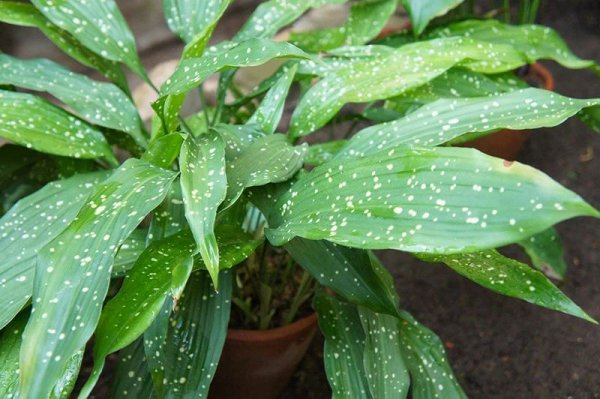 办公室种什么盆栽植物最好