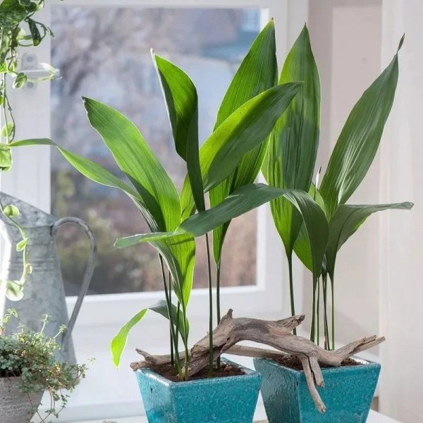 办公室种什么盆栽植物最好
