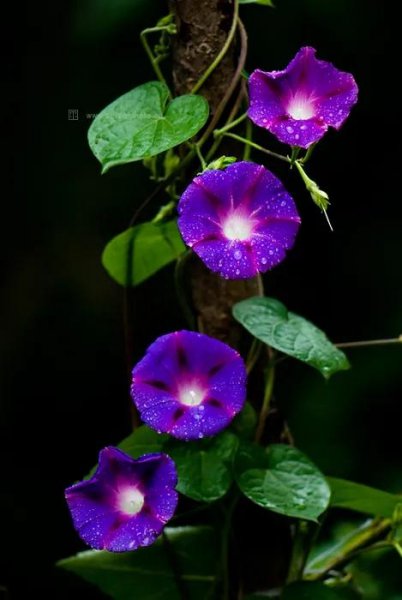 牵牛花花语是什么