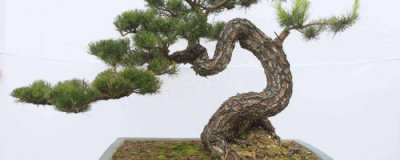 山松盆景怎么养护 山松盆景的养护与管理