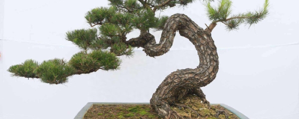 山松盆景怎么养护
