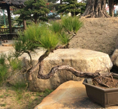 山松盆景怎么养护