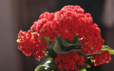 长寿花怎么养护 长寿花养护小窍门