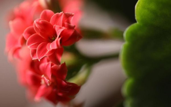 长寿花怎么养护