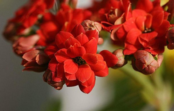 长寿花怎么养护