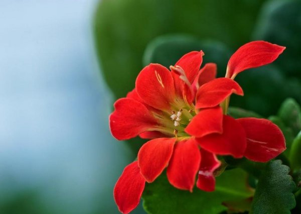 长寿花怎么养护