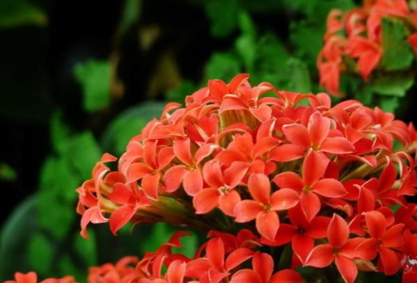 长寿花怎么养护